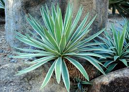 Image result for Agave