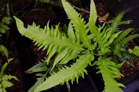 Image result for Coniogramme