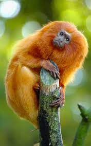 Information About The Golden Lion Tamarin Golden Lion Tamarin Rainforest Animals Endangered Animals