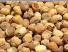 Image result for Balanitaceae