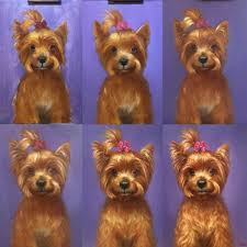 страшно очень страшно мы не знаем что это такое Step By Step Of Yorkie Portrait In Oil Yorkieportrait Yorkieoil Paintingyorkie Petportrait Cus Custom Pet Portraits Step By Step Drawing Art Competitions