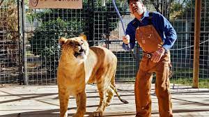 According to joe exotic's lawyer, there is still a biopsy result needed to determine if he has cancer. Joe Exotic Of Tiger King Fame To Be Resentenced Court Rules