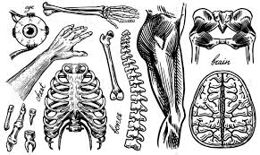 The human skeleton renews once in every three months. Anatomy Of Human Bones And Muscles Organ Systems Body And Thorax Royalty Free Cliparts Vectors And Stock Illustration Image 143646208