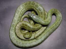 Japanese Rat Snake Rat Snake Snake Rats