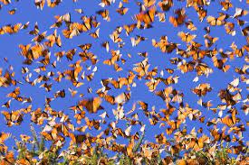 Monarchs In Motion Mariposa Monarca Monarcas Danaus Plexippus