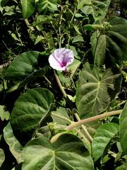 Image result for Ipomoea tenuirostris