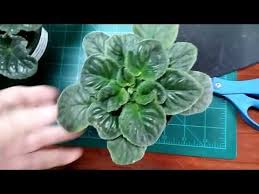 African Violets Some Symptoms Of Too Much Light Youtube African Violets Easy To Grow Houseplants Plants Delivered