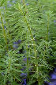 Image result for Haloragaceae