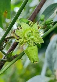 Image result for Passiflora suberosa