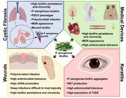 A species of considerable medical importance. Pseudomonas Aeruginosa Biofilms And Their Partners In Crime Institute For Bioengineering Of Catalonia