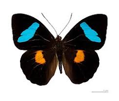 Image result for Nesaea polycephala