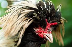 Buff laced polish hens i am looking for 4 buff laced polish hens. Polish Chicken Wikipedia