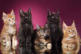 Die maine coon katzen sind anhängliche und freundliche tiere. Maine Coon Alleine Halten Oder Besser Maine Coon Abc De