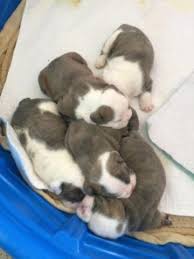 They were born on november 24th, 2020 and will be available as soon as january 19th, 2021!! Blue Akc English Bulldog Puppies For Sale In Yakima Washington Classified Americanlisted Com