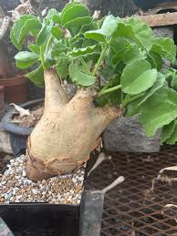 Image result for Cyphostemma saxicola