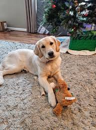 My 9 month old girl appears to be starting her 1st heat cycle ... I wasn't  prepared and have never gone through this before. Any tips I should know  about? Things to