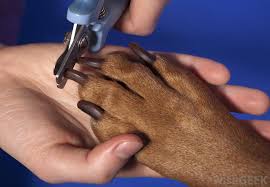 t your dog s nails petswele