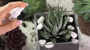 Bahkan terrarium yang dibuat dalam wadah tertutup tidak perlu diberi air lho, ma. 3 Cara Untuk Membuat Terarium Wikihow