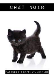 Pin On Chat Noir Art