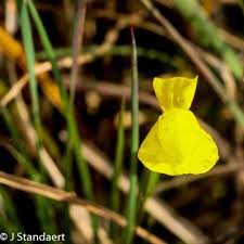 Image result for Utricularia subulata