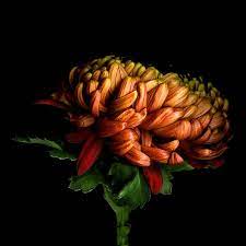 Pin On Blooms