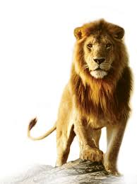 سكرابز اسود للتصميم صور اسود بخلفيه شفافه للتصميم للفوتوشوب Lion Images Lion Pictures African Lion