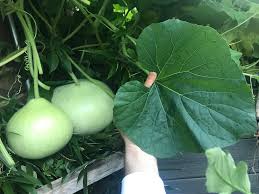 Image result for Lagenaria