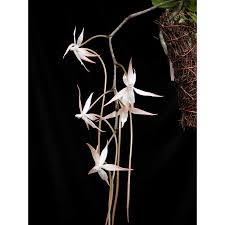 Image result for Aerangis distincta