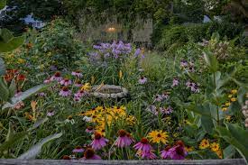 Adonis blue butterfly bush is a dwarf butterfly bush variety. Coneflower Companion Plants Tips On Companion Planting With Echinacea