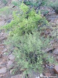 Image result for Commiphora pedunculata