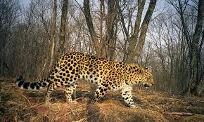Amur Leopard Worlds Rarest Cat Doubles In Population