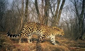 amur leopard worlds rarest cat doubles in population