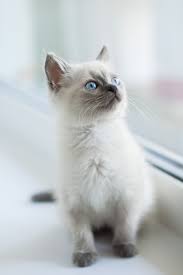Pin By Hullabaloo22 On Cat S Cat With Blue Eyes White Tabby Cat Grey Tabby Kittens