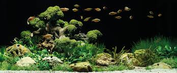 If you were like me starting out, dreaming of setting up my own personal aquascape, you didn't know where to start or what you needed to know. Aquascaping Inspiration Oase Living Water