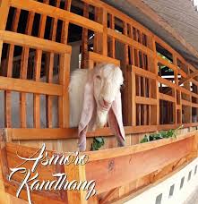 Kambing kaligesing sebagian orang banyak bertanya seperti apakah kambing kaligesing dan bagaimanakah sebenarnya kambing kaligesing, kambing kaligesing adalah ras baru yang dihasilkan dari persilangan antara kambing etawa yang didatangkan dari pradesh distrik etawah india dengan kambing lokal yang di budidayakan oleh masyarakat kabupaten purworejo khususnya kecamatan kaligesing. Tips Memilih Bibit Kambing Yang Baik Cara Ternak Kambing