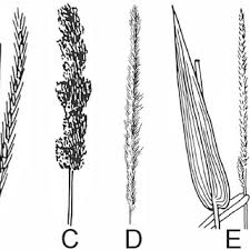 Image result for Brachyachne patentiflora