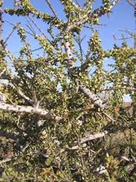 Image result for Maerua descampsii