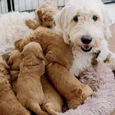 Cadence female 7173 ****click for info & photos, dob: Aoww4g9raw03mm