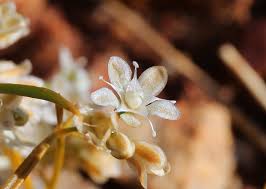 Image result for Molluginaceae