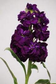 Stock Flower In 2021 Dark Purple Flowers Types Of Purple Flowers Purple Flowers