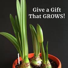 Erste qualität zu günstigen preisen. Amaryllis Bulbs Give A Gift That Grows Longfield Gardens