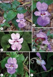 Image result for Impatiens gesneroidea
