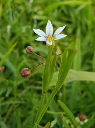 Image result for Sisyrinchium micranthum
