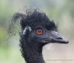 Wild Bird With Crazy Hair Pin By Mario Martinez Mendez On Animals Bird Photo Crazy Hair Days Bird