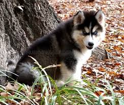 Wooly Husky Puppy Nc Husky Puppies For Sale Husky Puppy Husky