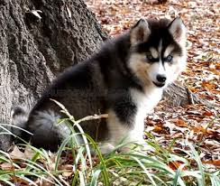 Look here to find a siberian husky breeder close to younorth carolina who may have puppies for sale or a male dog available for stud service. Wooly Husky Puppy Nc Husky Puppies For Sale Husky Puppy Husky