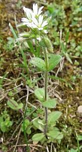 Whip tail in cauliflower is caused due to deficiency of molybdenum which is required by the enzyme nitrogenase. Mouse Ear Wiktionary