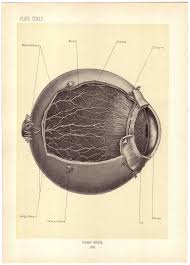 The Caledonian Mining Expedition Company Medical Anatomy Medical Illustration Medical Drawings