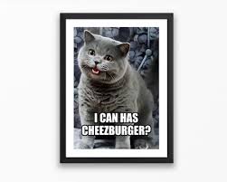 Image result for i can has cheezburger