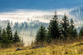 The same can be said of older, tougher yellow pine. The Difference Between Spruce Fir Pine Trees Mr Tree Inc